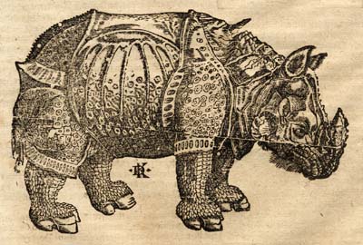 Munster Rhinoceros