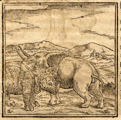 Munster Rhinoceros and Elephant